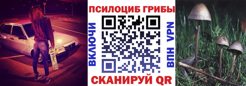 Псилоцибиновые грибы Psilocybe  блэк спрут сайт  Чадан  где найти  